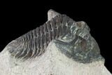 Bargain, Metacanthina Trilobite - Lghaft, Morocco #133968-3